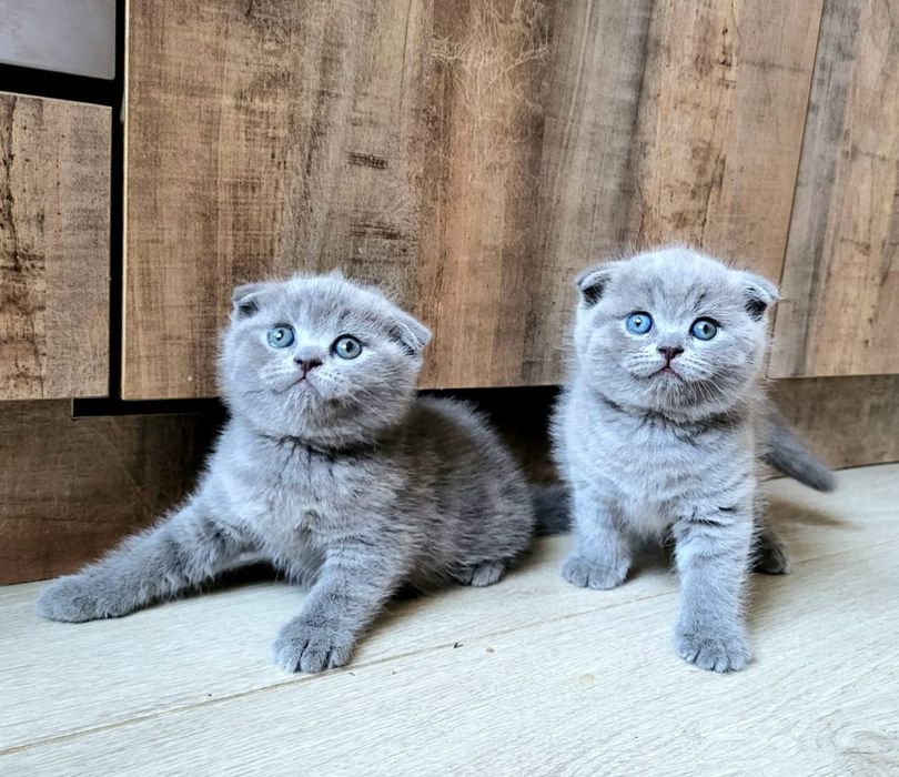 Шотландские фолдики