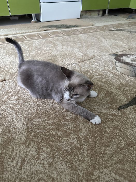 Кошка стирлизованая