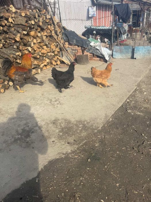 Vand 3 gaini si un cocos