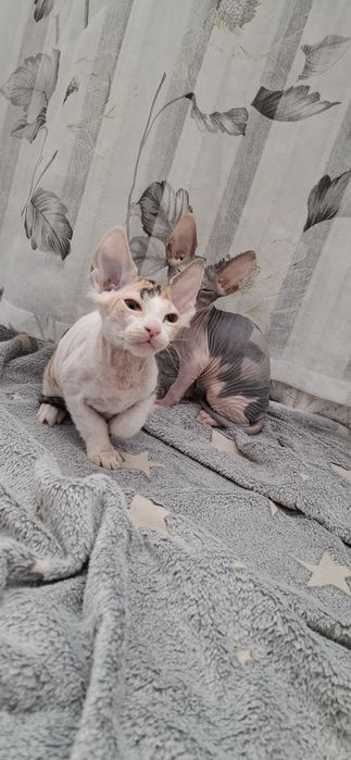 Донские сфинксы котята