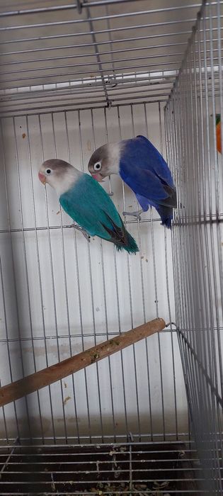 Попугай привозные и местные  пары