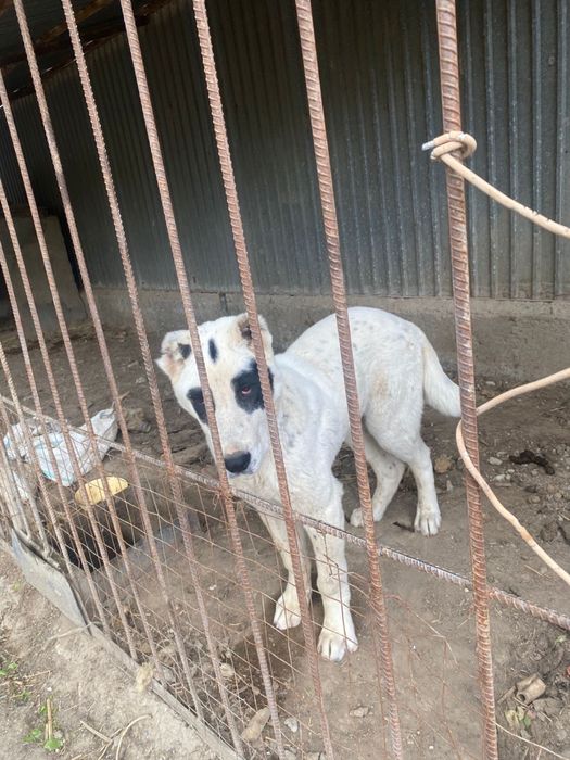 Алабай щенок Алабай күшік