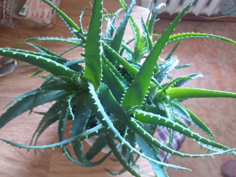 Комнатные растения