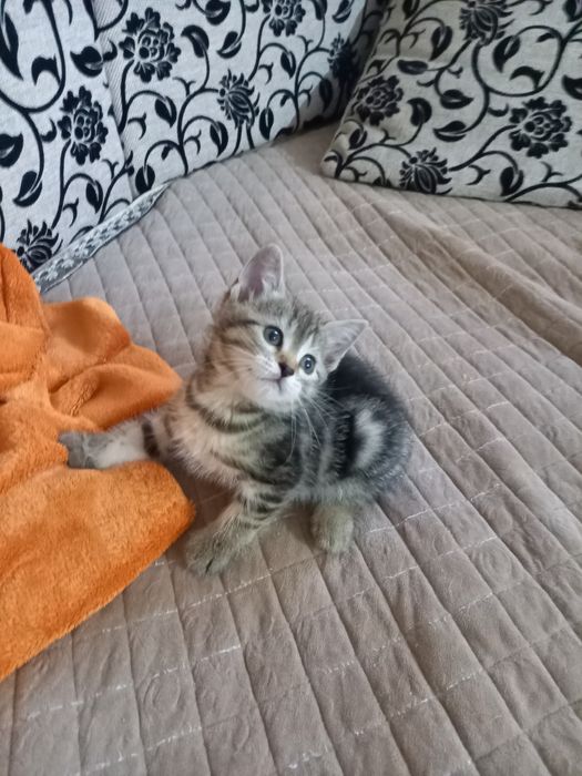 Отдам в добрые руки  три девочки