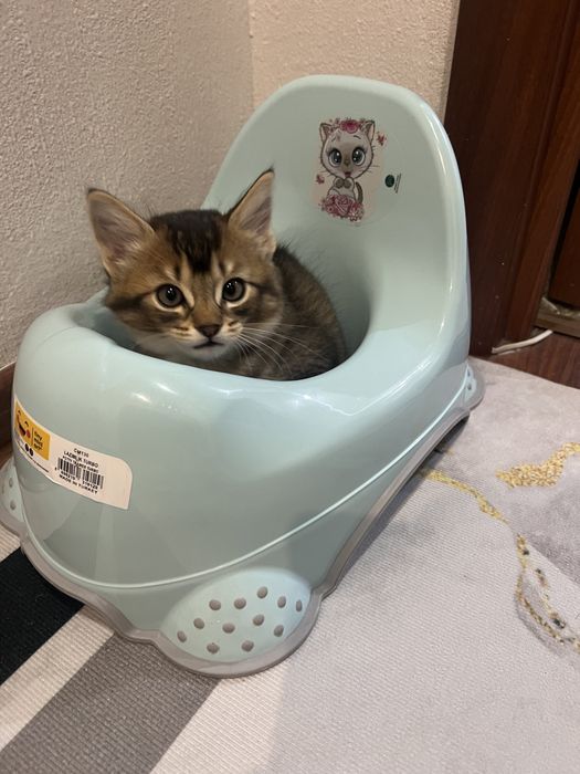 Дерзкие котята Чаузи