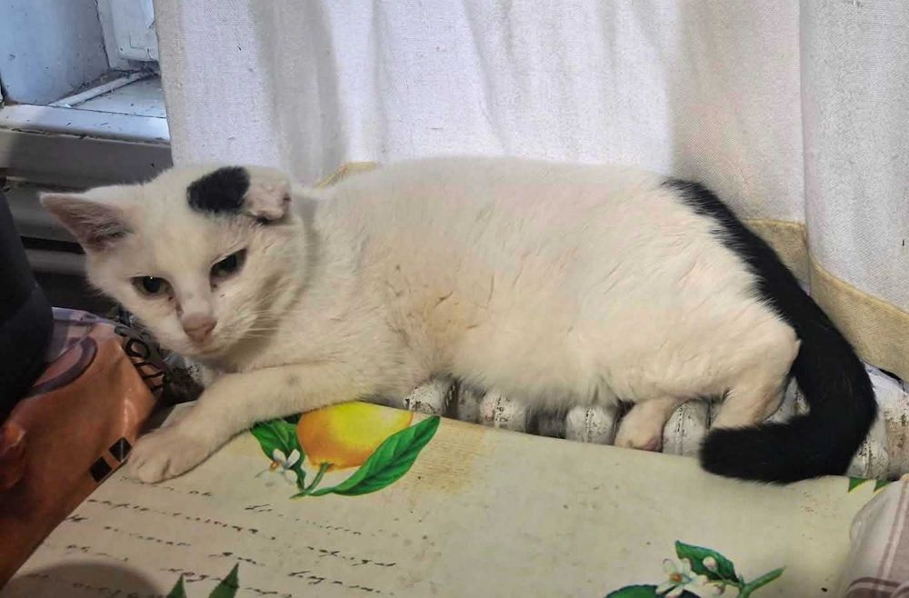 Adoptie doua pisici care urmeaza sa fie in strada