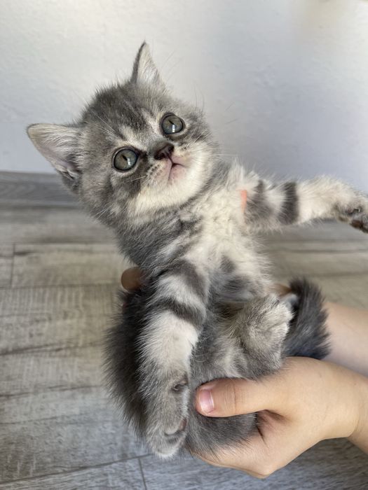 Продается пародистые котята