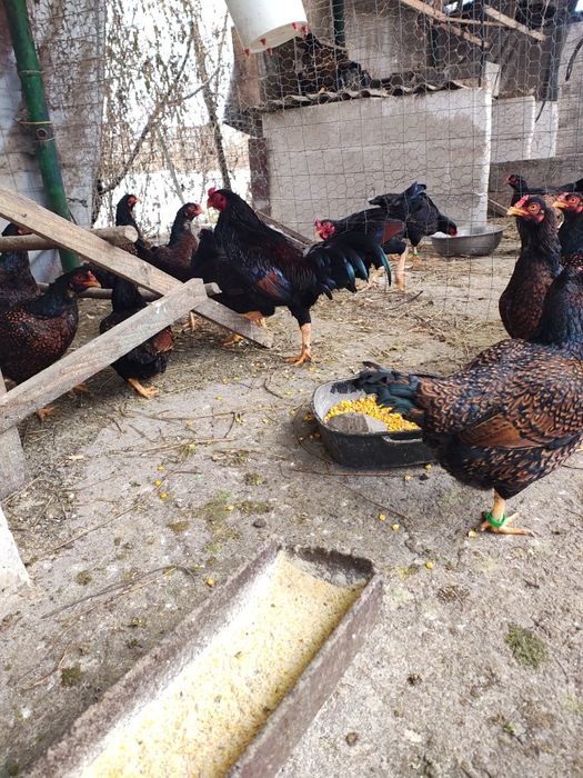 Vănd ouă de incubat din rasa Uriasi combatantă