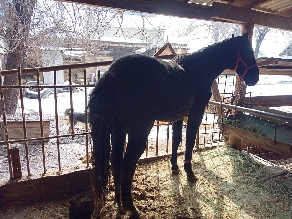 Байтал сатыладыы.