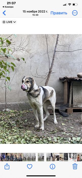 Прадам Алабай