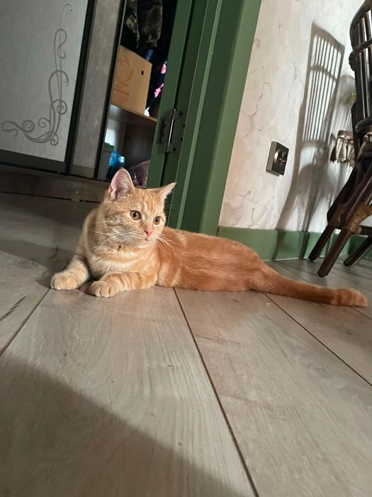 Отдам в хорошие руки Котёнка