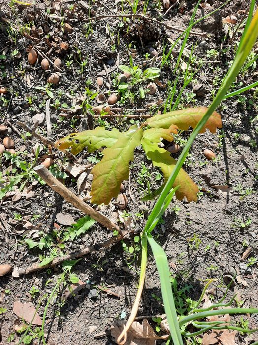 Дуб саженцы возраст 5 лет