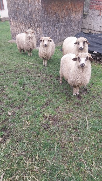 Vând miei și nuatini de Paște!