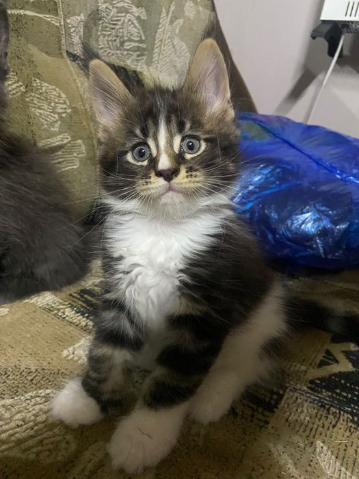 Котята Мейн кунята