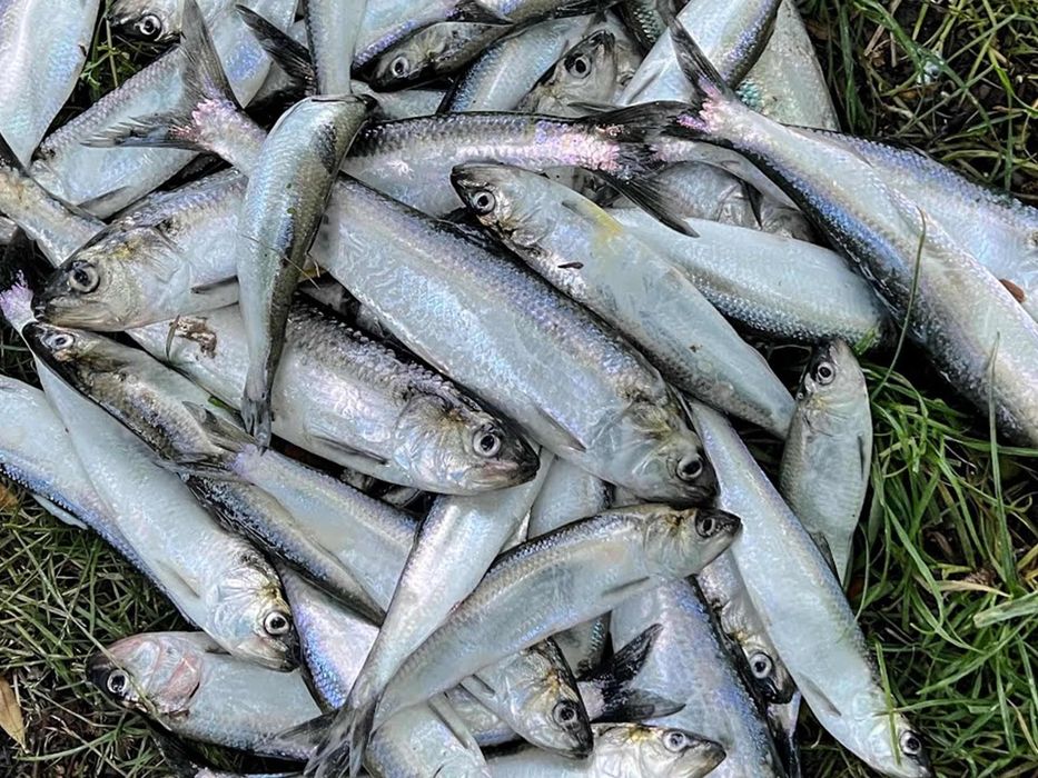 Vând scrumbie proaspătă