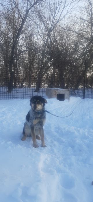 Отдам собаку бесплатно, девочка.