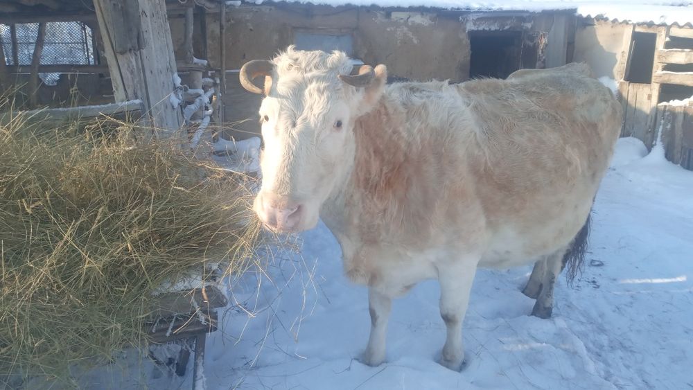 Продам корову 8 лет