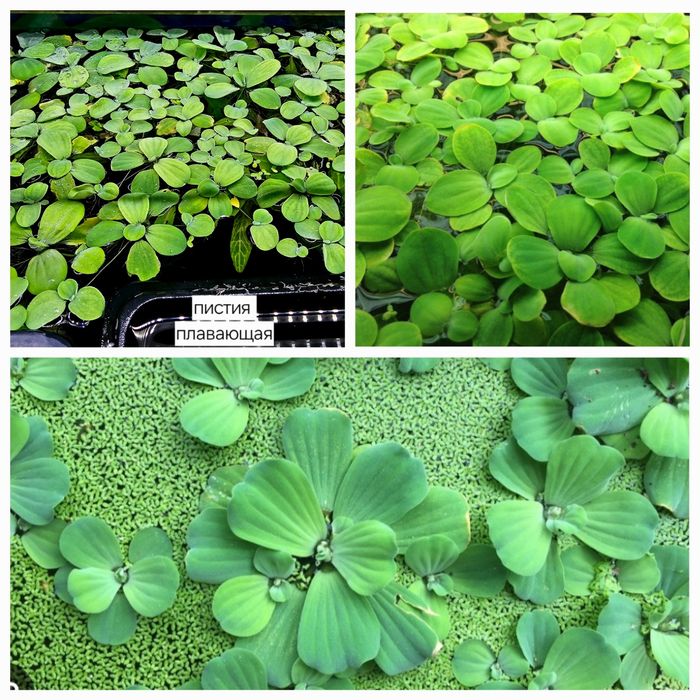 Улитки, растения для аквариума