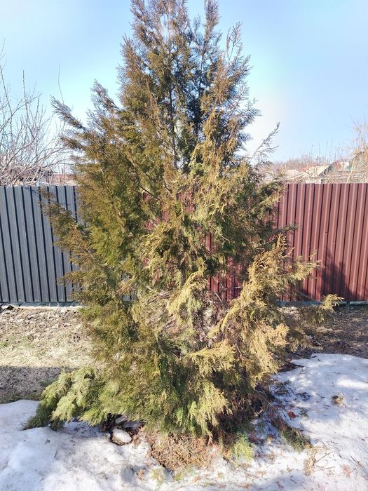 Продам декоративных кроликов. Пародистые.
