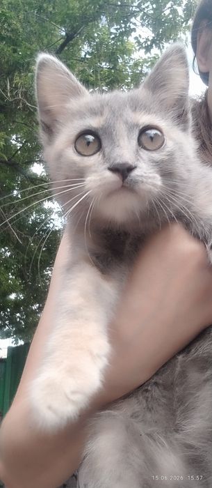 Породистая кошечка