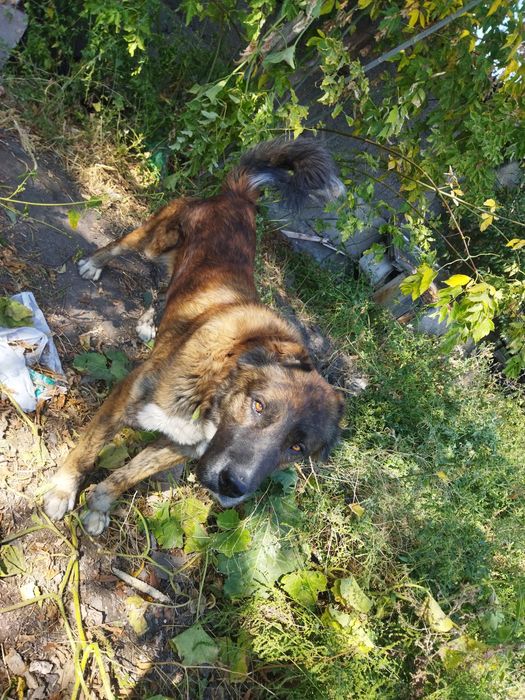 Тобет,1,5.года,Молодой кабель