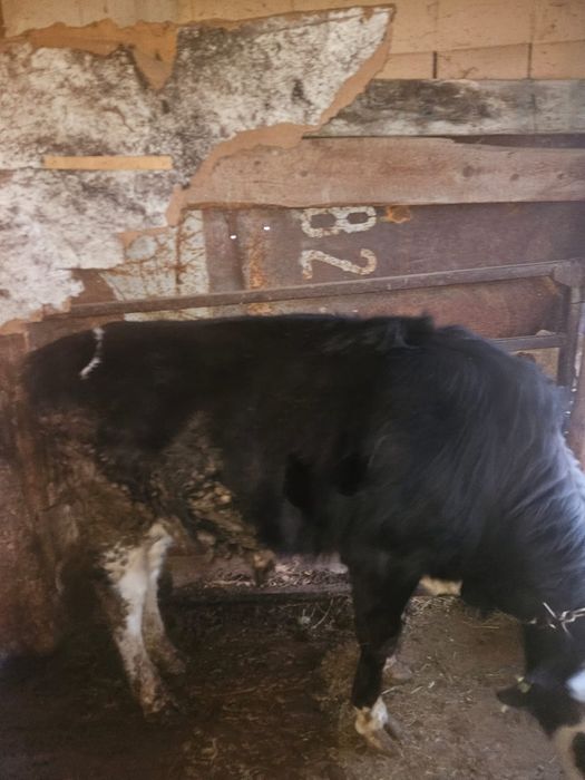 Продам бычка 1,5 года