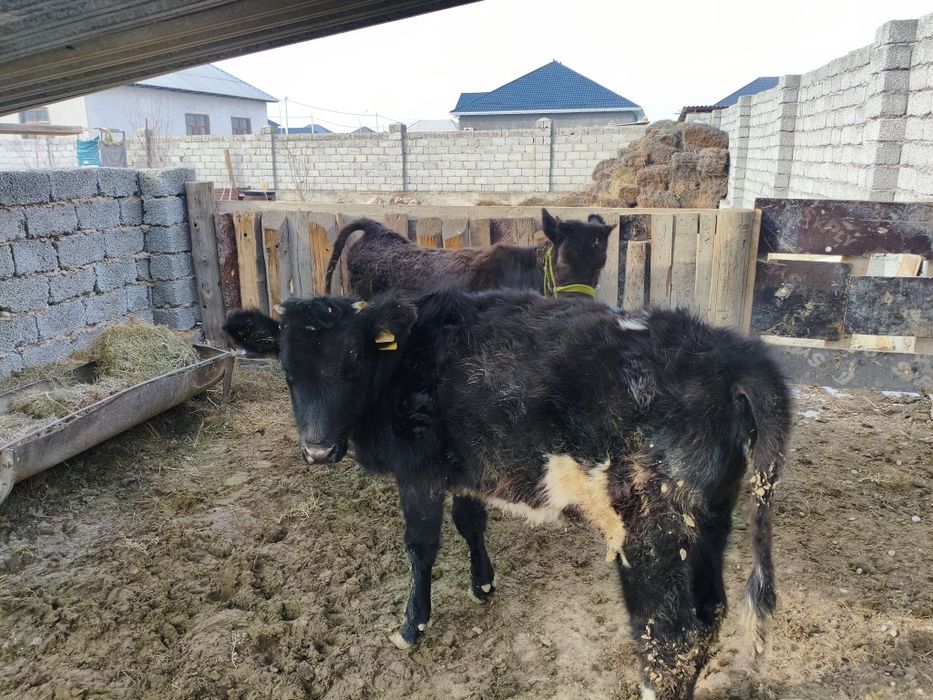 2 қашар сатылады. Туркестанда