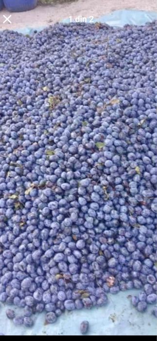 Prune de țuică – Gust autentic și aromă tradițională