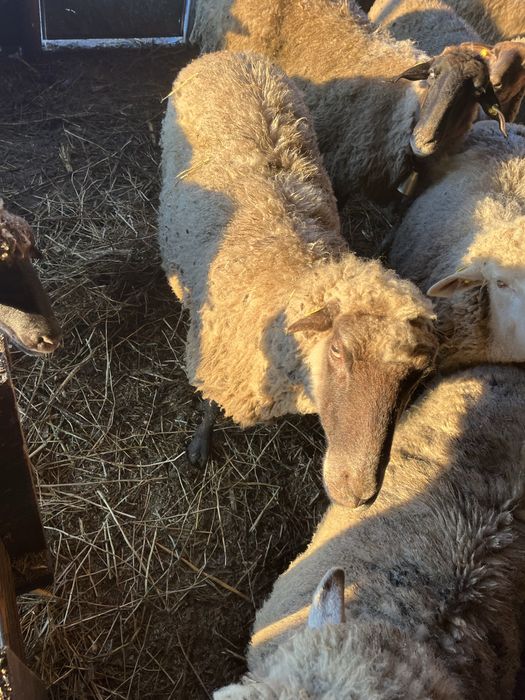 Oi de vanzare si un berbec