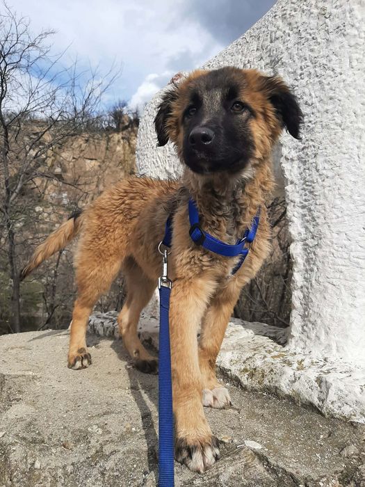 Мъжко кученце на 4-5 месеца търси спешно дом!