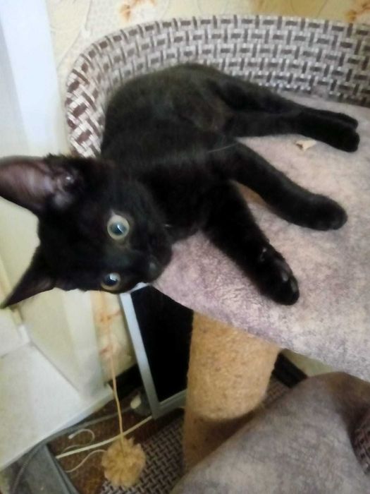 Котёнок ищет дом.