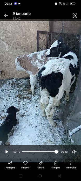 Vitele de 8 săptămâni de vânzare