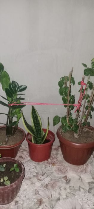 Xonaki gullar hamasi 250.mingdan