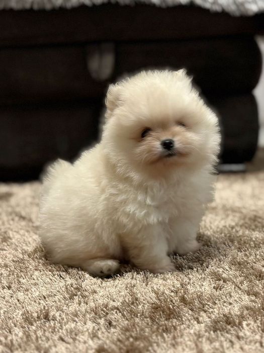 Pui pomeranianeni albi din parinti campioni