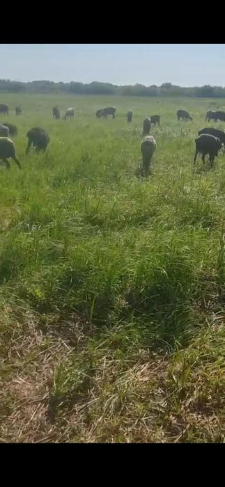 Продам бараны и козы