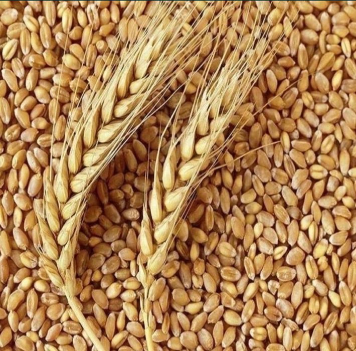 Ячмень в мешках 2025