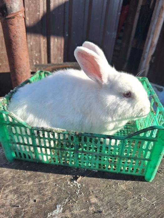 Продам молодых кролих