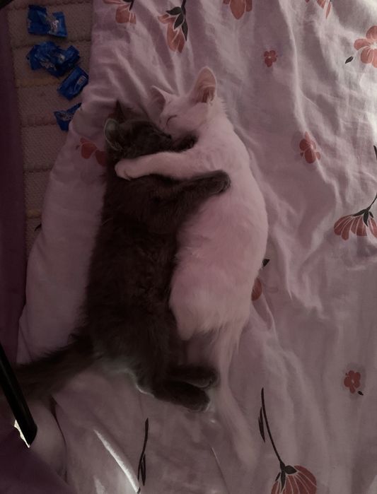 Коты в добрые руки
