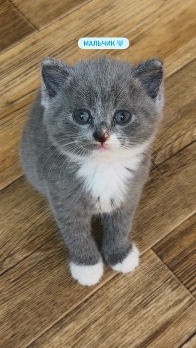 Британские котята