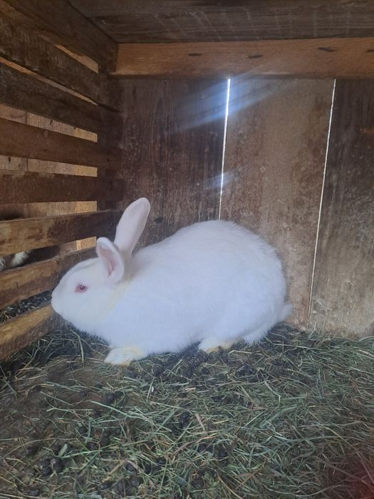 Vând sau schimb iepuri!