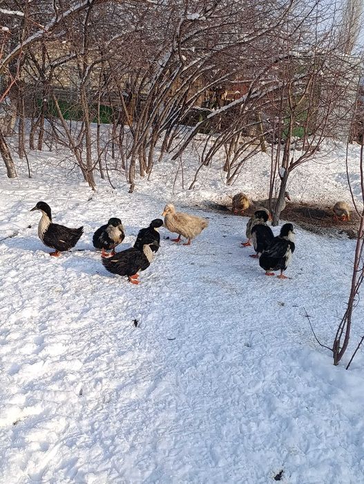 Үйрек сатылады семіз