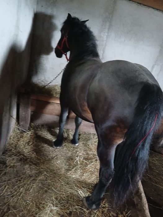 Vând manza de 2 /3 ani