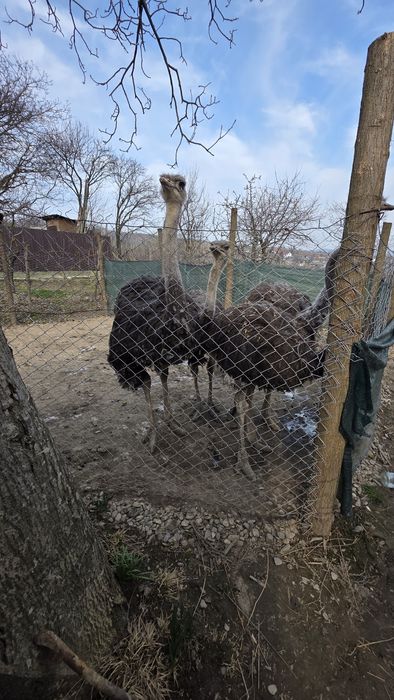 4 Struti de vanzare sau schimb cu capre de rasa