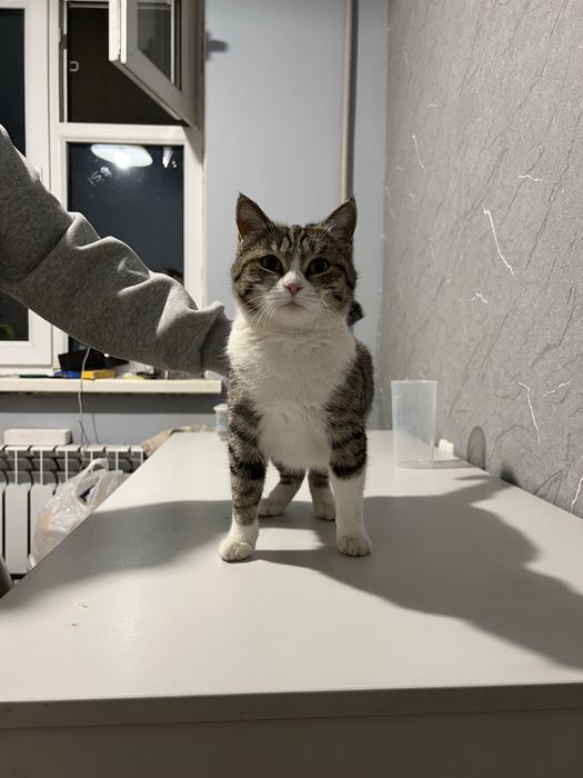 Кошечка ищет дом