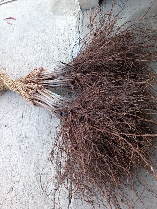 Butasi altoiti si hibrizi