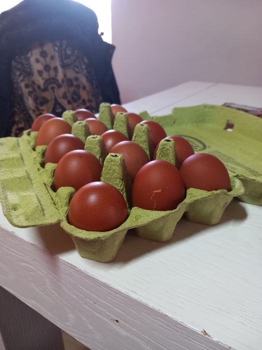 Oua pentru incubat marans