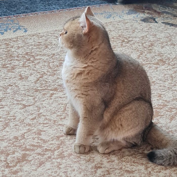 Британский короткошерстный