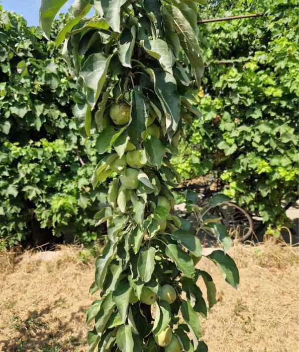 Pomi fructiferi columnari speciali pt spatii restranse