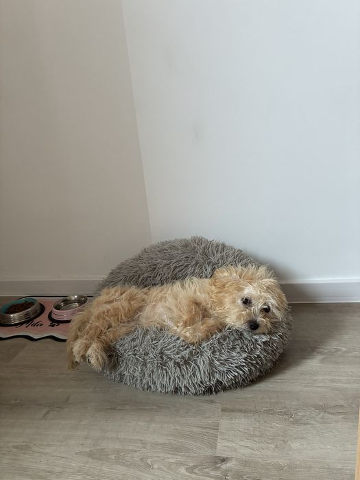 Pet sitting/Dog Boarding