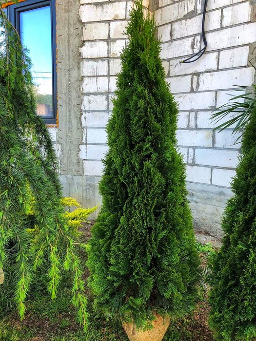 Vând tuia smaragd 1,7 1,8m cu transport gratuit în tara